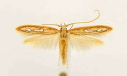 Image of Exclamation Moth