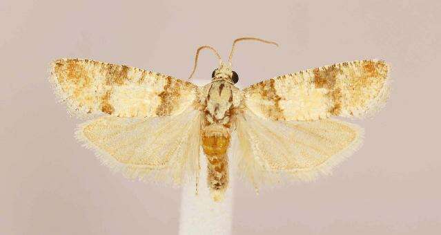 Image of Subtropical Pine Tip Moth
