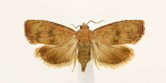 Image of Filbertworm Moth