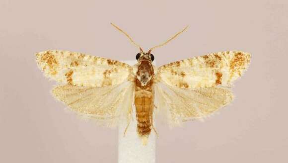 Image of Subtropical Pine Tip Moth