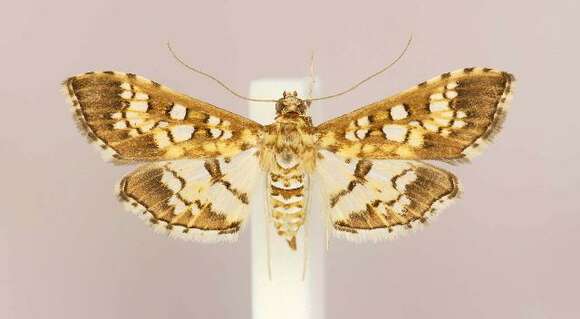 Image of Assembly Moth