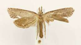 Image of Clemens' Grass Tubeworm Moth