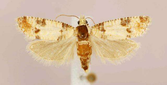 Image of Subtropical Pine Tip Moth