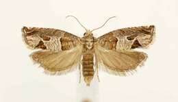 Image of Constricted Sonia Moth