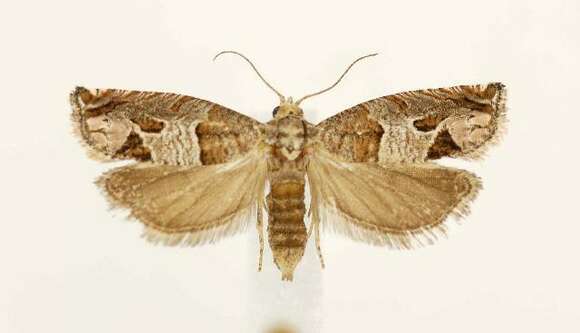 Image of Constricted Sonia Moth