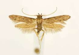 Image of Holcocera crassicornella Dietz 1910