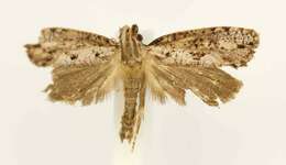 Image of Clemens' Grass Tubeworm Moth