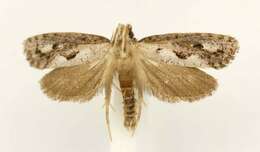 Image of Clemens' Grass Tubeworm Moth