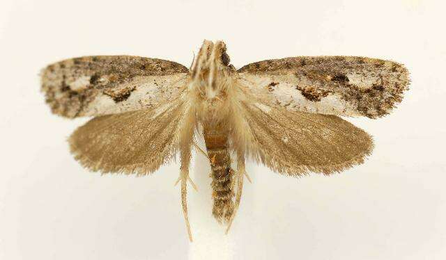 Image of Clemens' Grass Tubeworm Moth