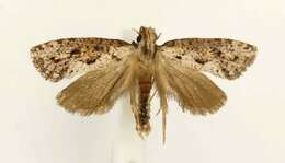 Image of Clemens' Grass Tubeworm Moth