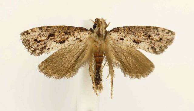 Image of Clemens' Grass Tubeworm Moth