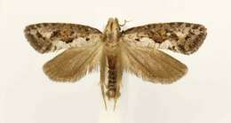 Image of Clemens' Grass Tubeworm Moth