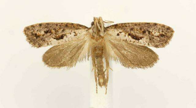 Image of Clemens' Grass Tubeworm Moth