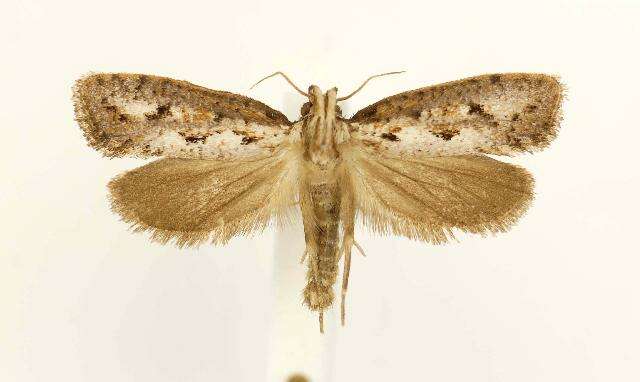 Image of Clemens' Grass Tubeworm Moth