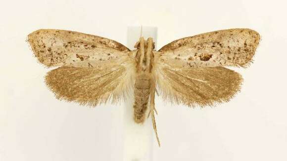 Image of Clemens' Grass Tubeworm Moth