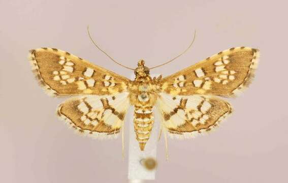 Image of Assembly Moth