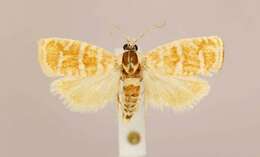 Image of Slash Pine Seedworm Moth