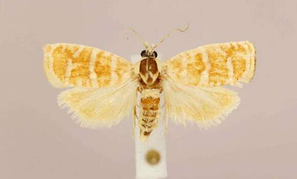 Image of Slash Pine Seedworm Moth