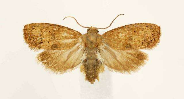 Image of Filbertworm Moth