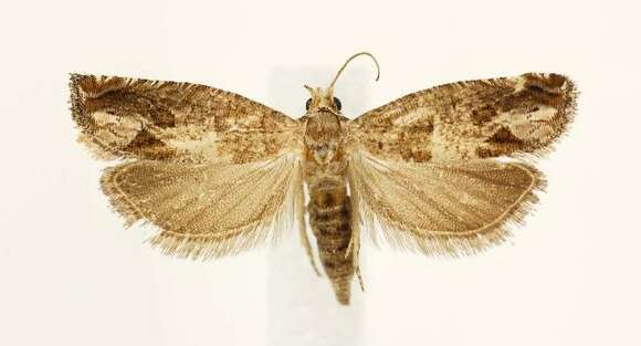 Image of Constricted Sonia Moth