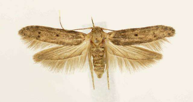 Image of Holcocera crassicornella Dietz 1910