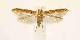 Image of Florida Pink Scavenger Moth