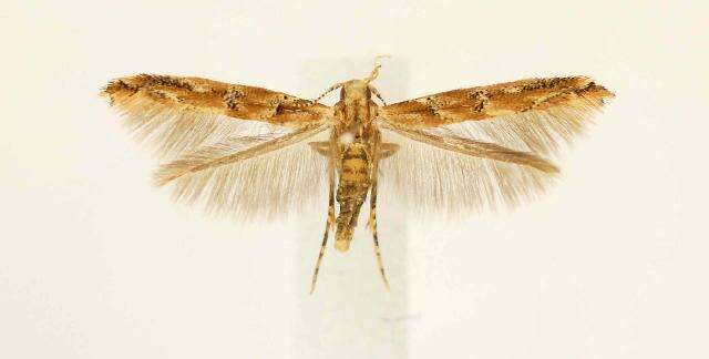 Image of Florida Pink Scavenger Moth