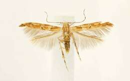 Image of Florida Pink Scavenger Moth