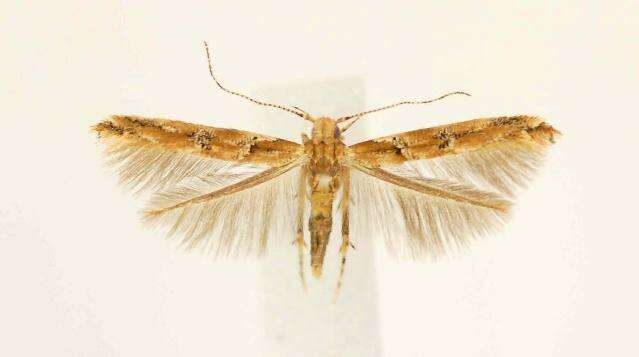 Image of <i>Anatrachyntis badia</i>