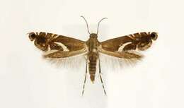 Image of Yellow Nutsedge Moth