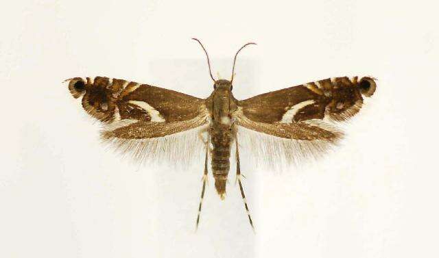 Слика од Diploschizia impigritella Clemens 1862