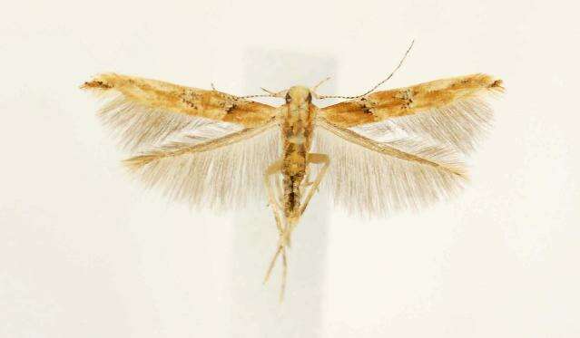 Image of <i>Anatrachyntis badia</i>