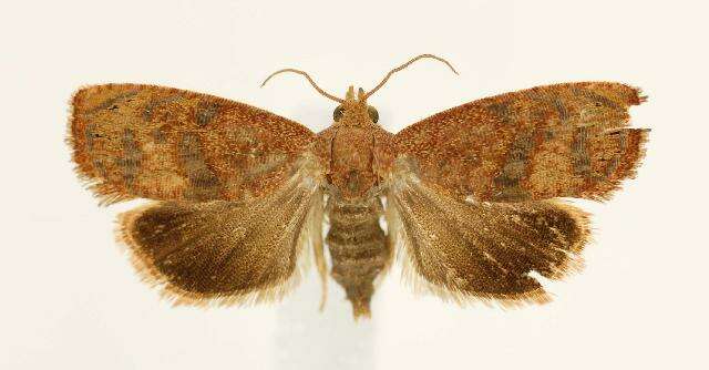 Image of Filbertworm Moth