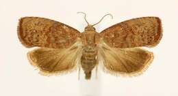 Image of Filbertworm Moth