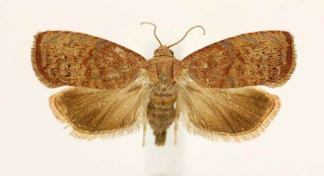 Image of Filbertworm Moth