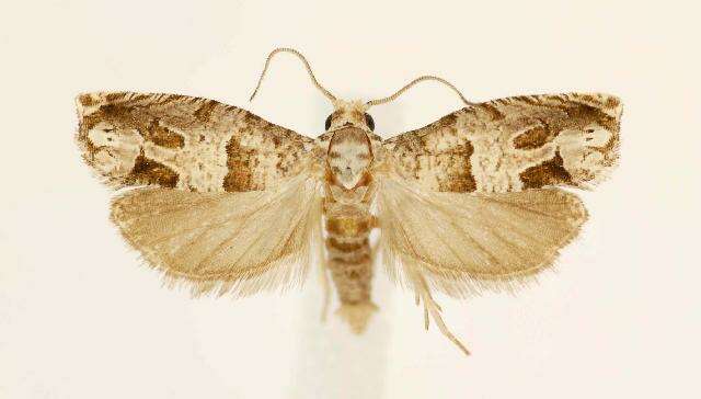 Image of Constricted Sonia Moth