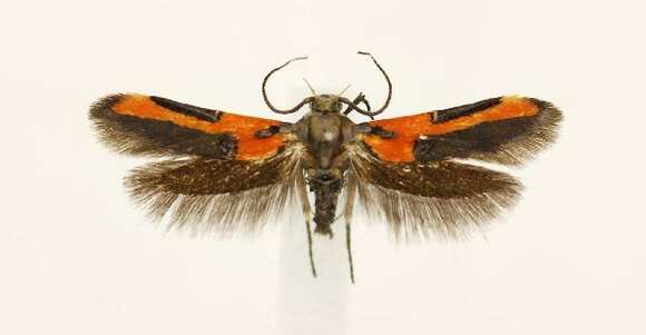 Image of Kermes Scale Moth