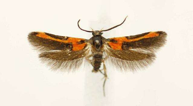 Image of Kermes Scale Moth