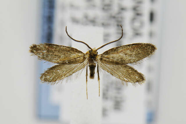 Image of Goldcap Moss-eater Moth