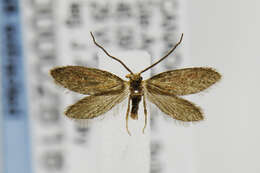 Image of Goldcap Moss-eater Moth