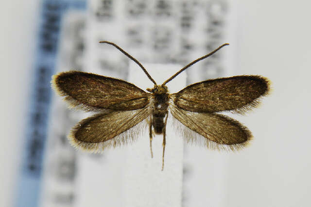 Image of Goldcap Moss-eater Moth