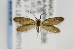 Image of Goldcap Moss-eater Moth