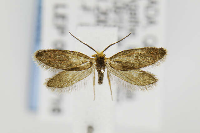 Image of Goldcap Moss-eater Moth