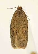 Image of strawberry tortrix moth