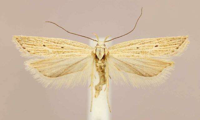 Imagem de Helcystogramma fernaldella Busck 1903