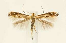 Image of Bucculatrix angustata Frey & Boll 1876