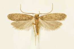 Image de Glyphidocera lithodoxa Meyrick 1929