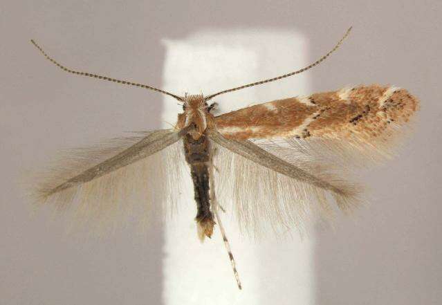 Image of Goldenrod Leaf Miner