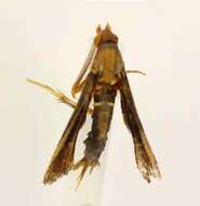 Image of <i>Vitacea scepsiformis</i>