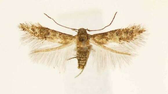 Image of Stilbosis quadricustatella